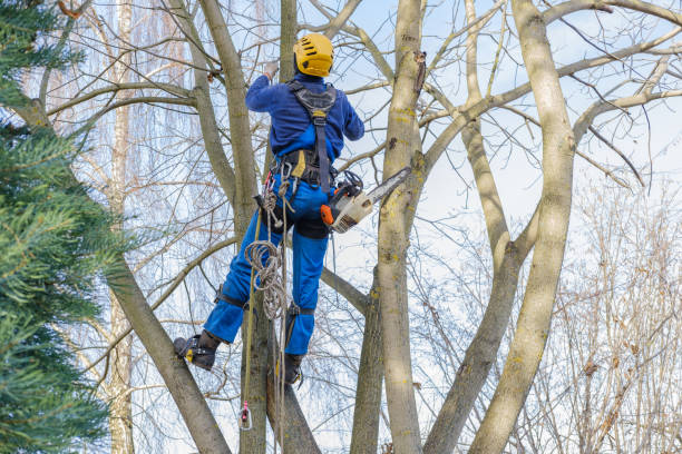 Best Arborist Consultation Services  in Petersburg, VA