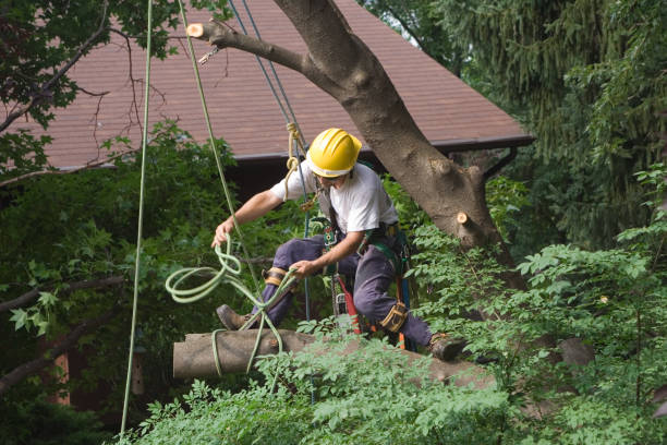 Best Tree Removal  in Petersburg, VA