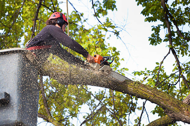 Best Utility Line Clearance  in Petersburg, VA