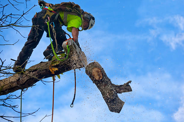 Best Utility Line Clearance  in Petersburg, VA