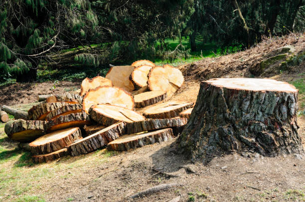 Best Firewood Processing and Delivery  in Petersburg, VA